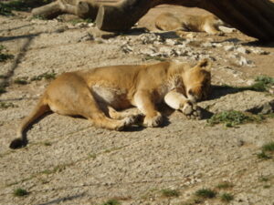 LÃ¶win in der Sonne