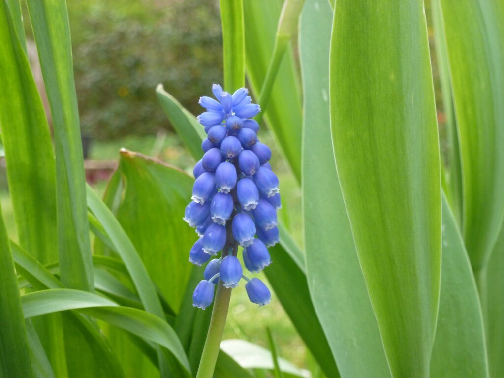 Perlhyazinthe, Foto: BFreith