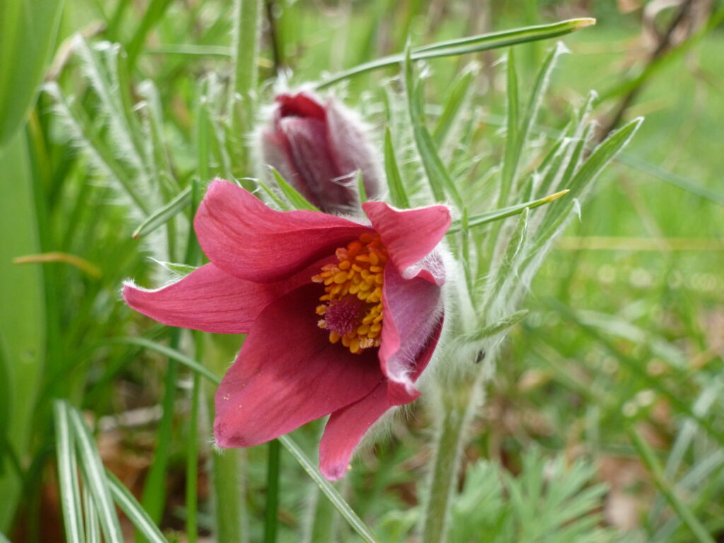 Küchenschelle, Foto: BFreith
