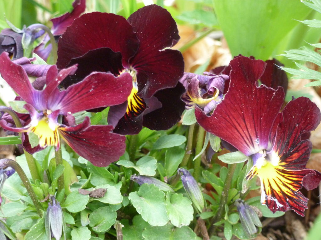 Stiefmütterchen, Foto: BFreith