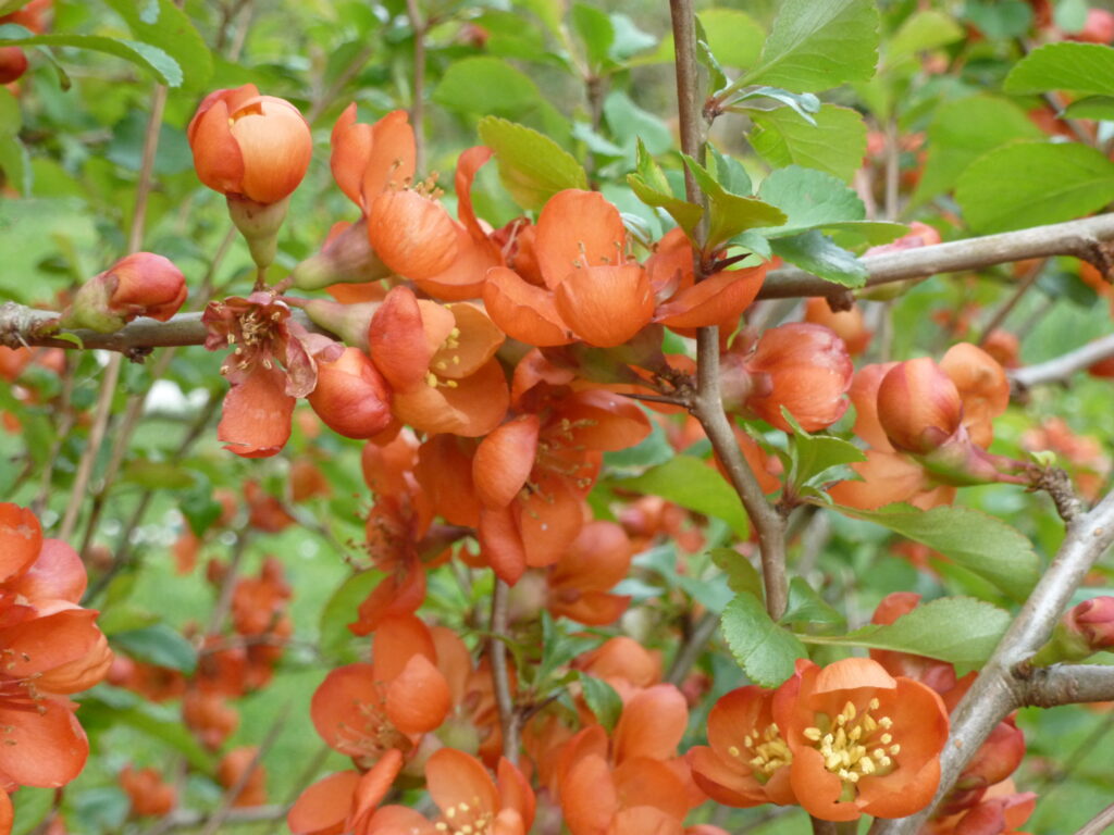 Holzapfel, Foto: BFreith