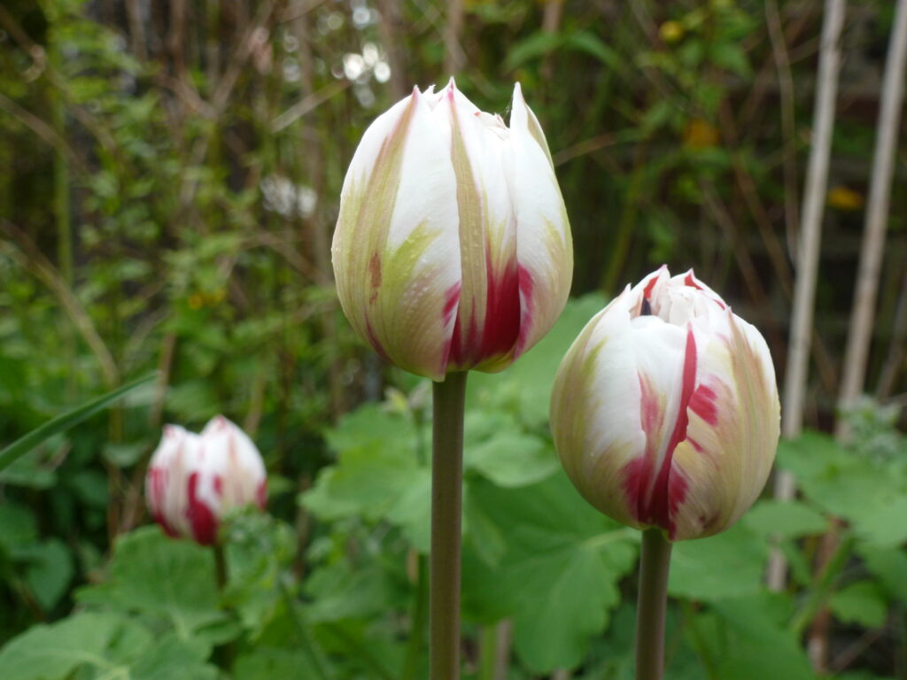 Tulpen geflammt, Foto: BFreith