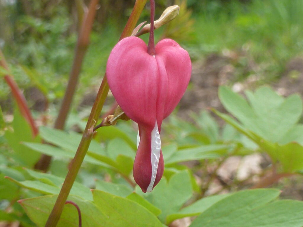 Tränendes Herz, Foto: BFreith