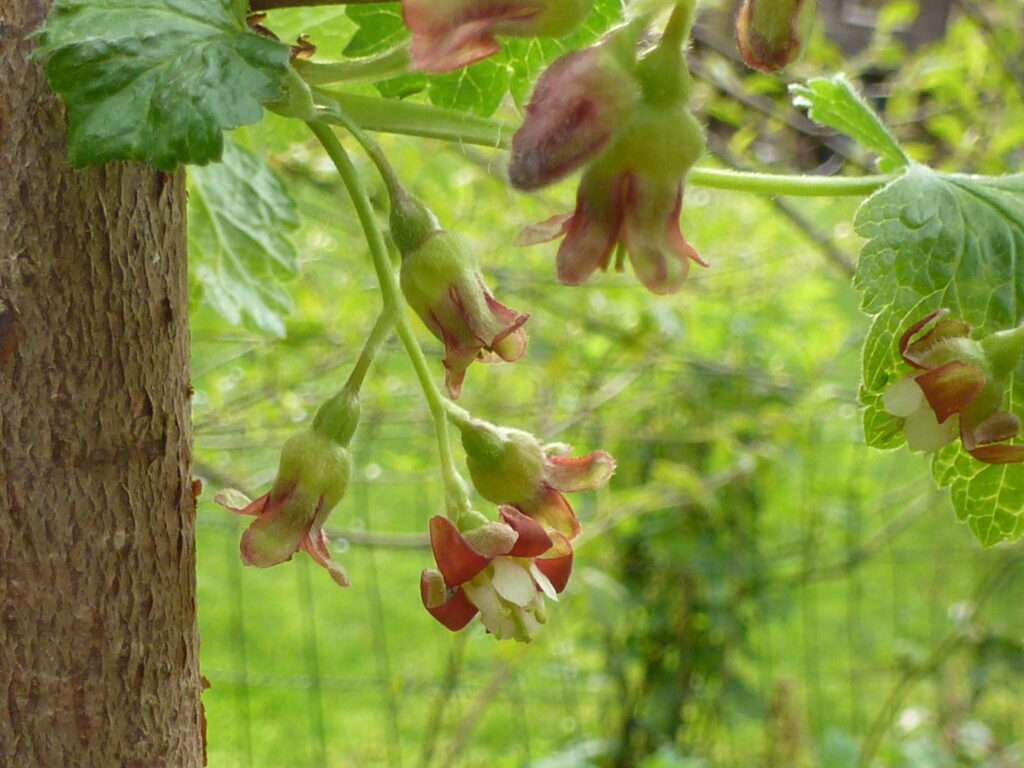 Josterbeere, Blüte, Foto: BFreith