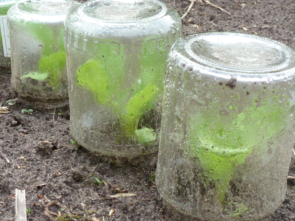 Frühjahrsrettich, unter Glas, Foto: BFreith