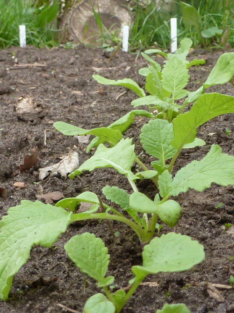 Frühjahrsrettich, Foto: BFreith