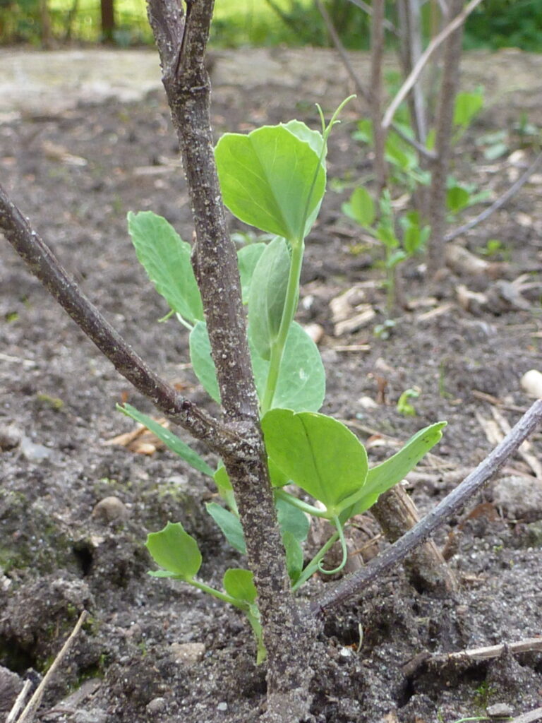 Erbse, Foto: BFreith