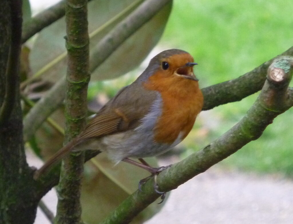 Rotkehlchen - aber ein anderes.