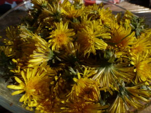 Löwenzahnblüten Löwenzahnblüten