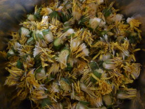 Löwenzahnblüten entkelcht Löwenzahnblüten entkelcht