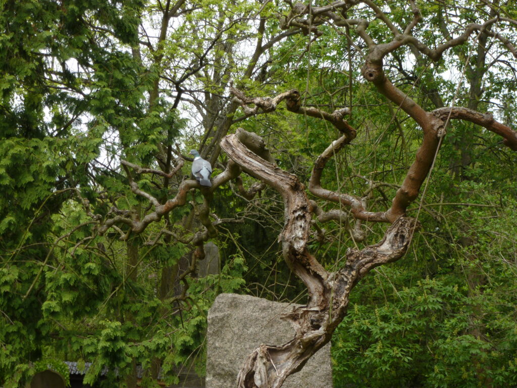 Baum, abgestorben.