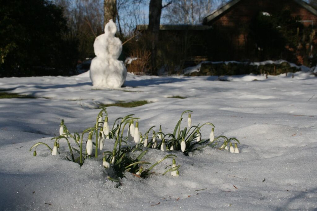 Schneeglöckchen, Schneemann
