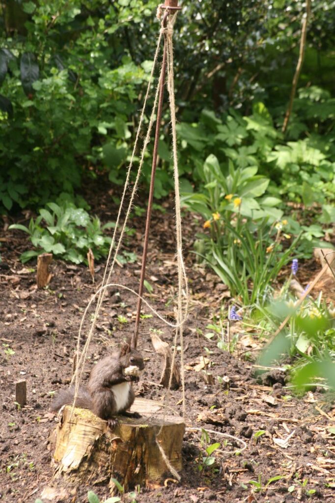 Das Eichhörnchen wickelt Faden ab (c) BFreith www.freith.de/stimme