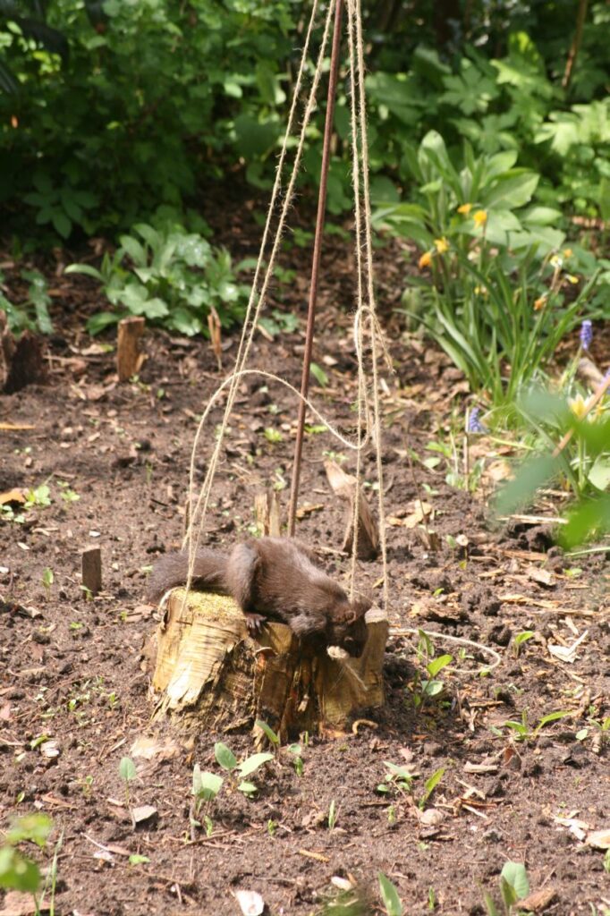 Das Eichhörnchen wickelt Faden ab (c) BFreith www.freith.de/stimme