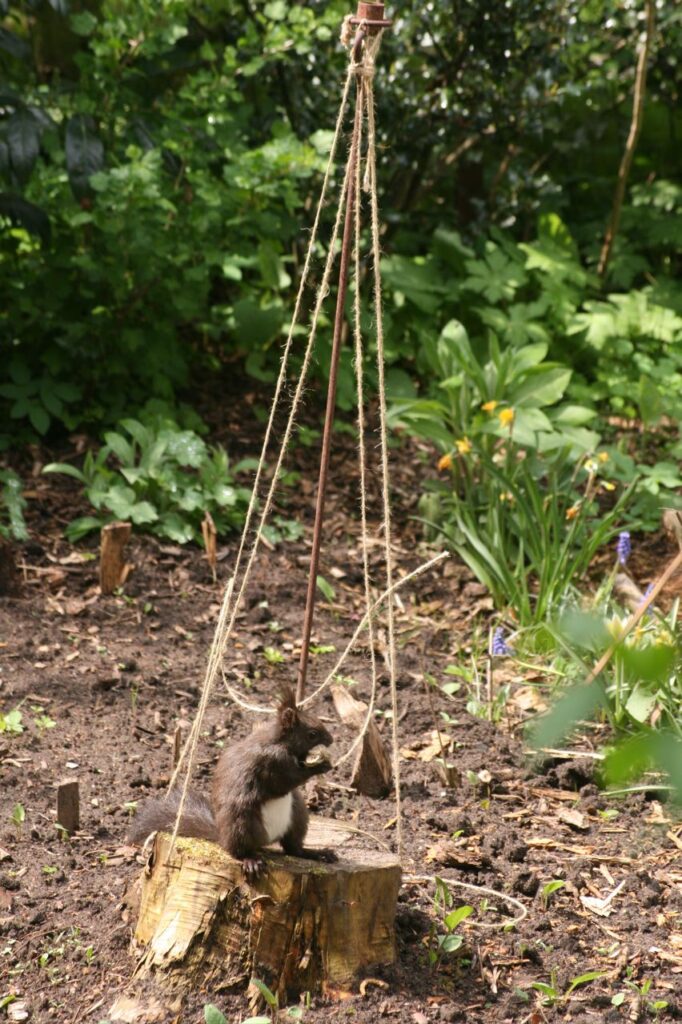 Das Eichhörnchen wickelt Faden ab (c) BFreith www.freith.de/stimme