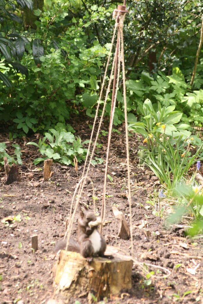 Das Eichhörnchen wickelt Faden ab (c) BFreith www.freith.de/stimme