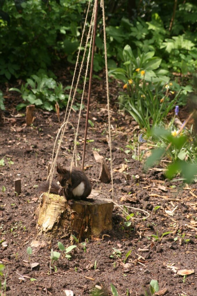 Das Eichhörnchen wickelt Faden ab (c) BFreith www.freith.de/stimme