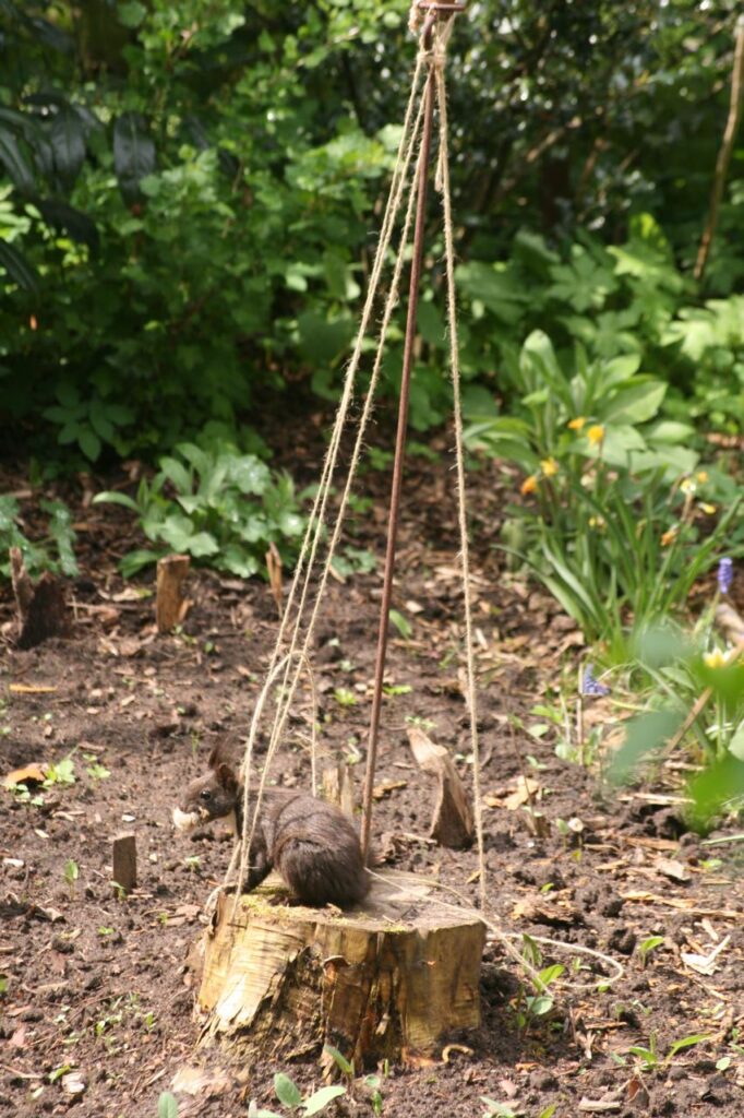 Das Eichhörnchen wickelt Faden ab (c) BFreith www.freith.de/stimme