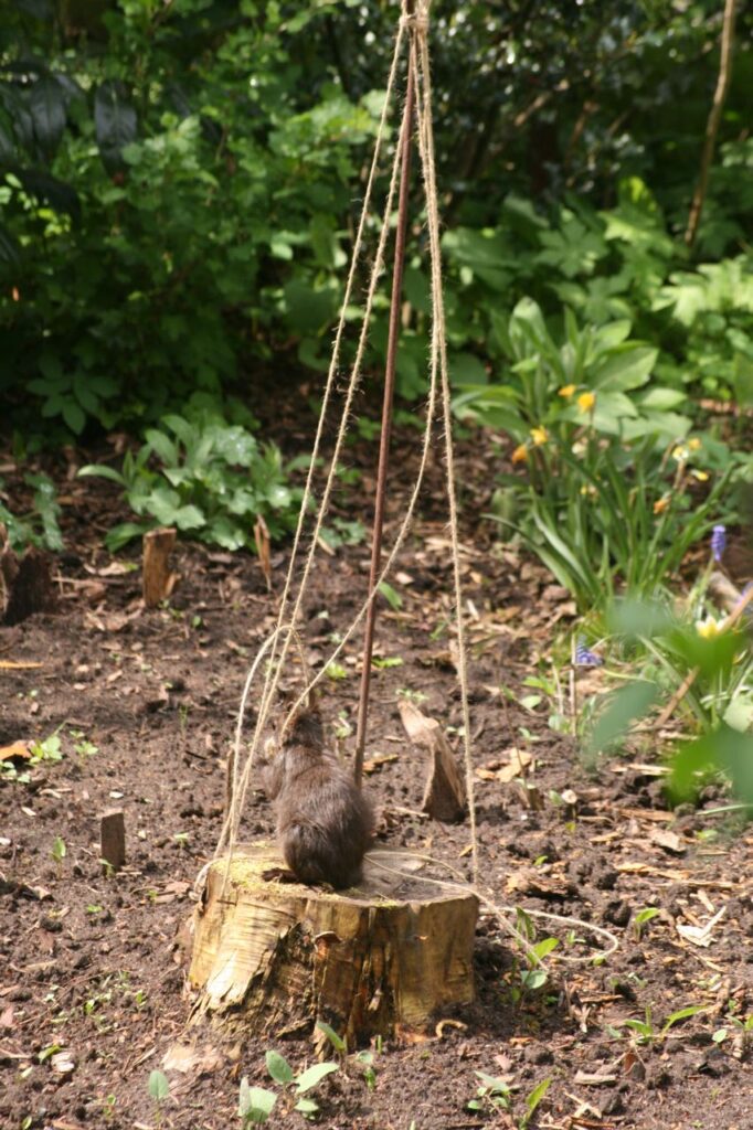 Das Eichhörnchen wickelt Faden ab (c) BFreith www.freith.de/stimme