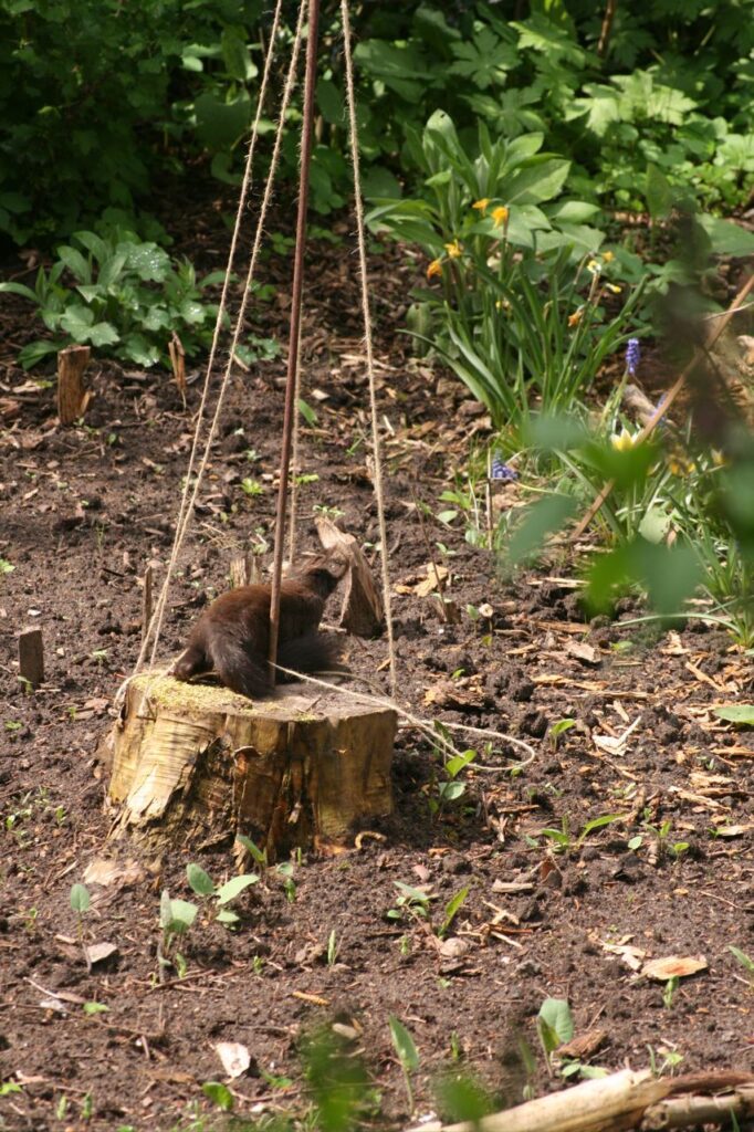 Das Eichhörnchen wickelt Faden ab (c) BFreith www.freith.de/stimme