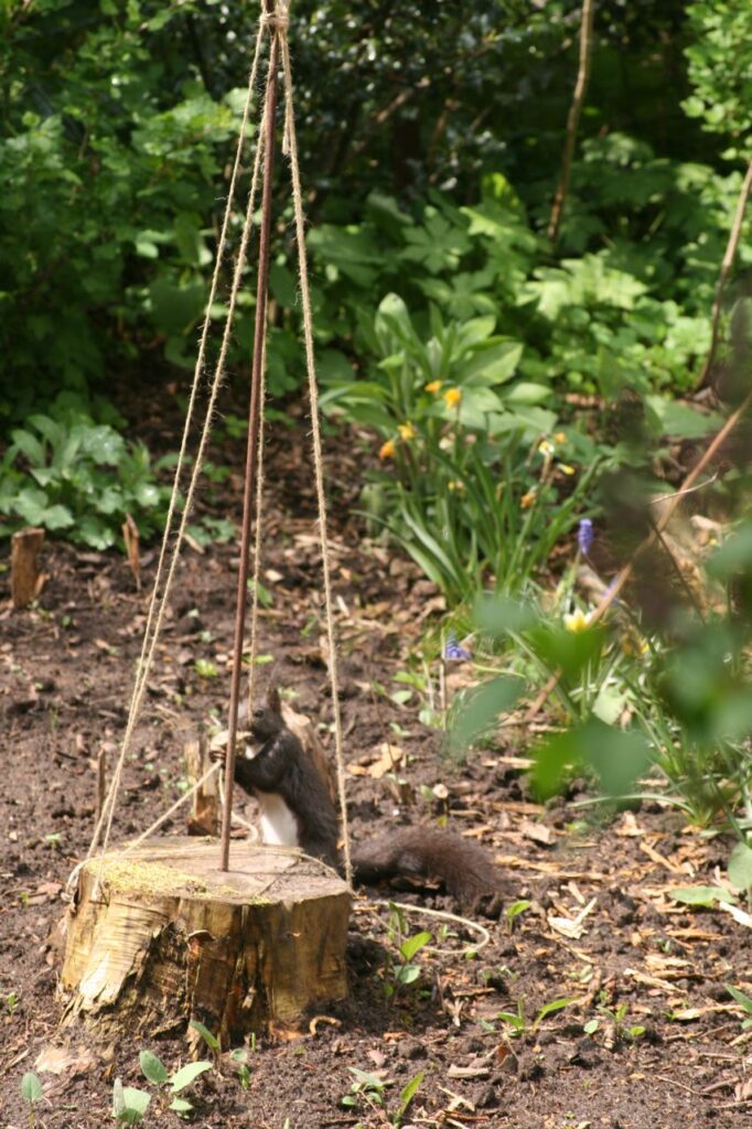 Das Eichhörnchen wickelt Faden ab (c) BFreith www.freith.de/stimme
