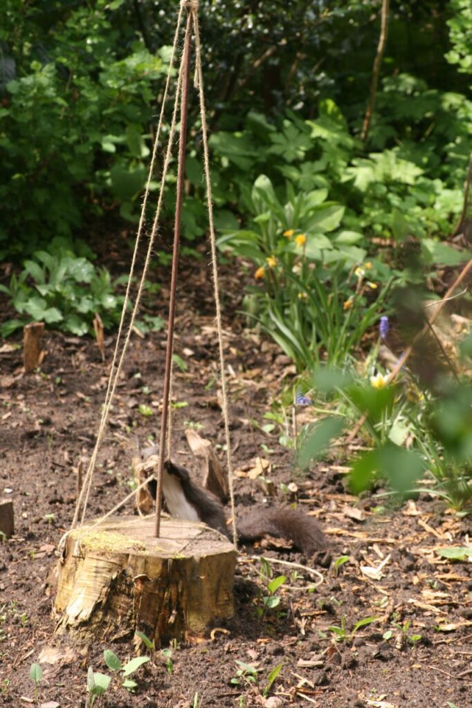 Das Eichhörnchen wickelt Faden ab (c) BFreith www.freith.de/stimme