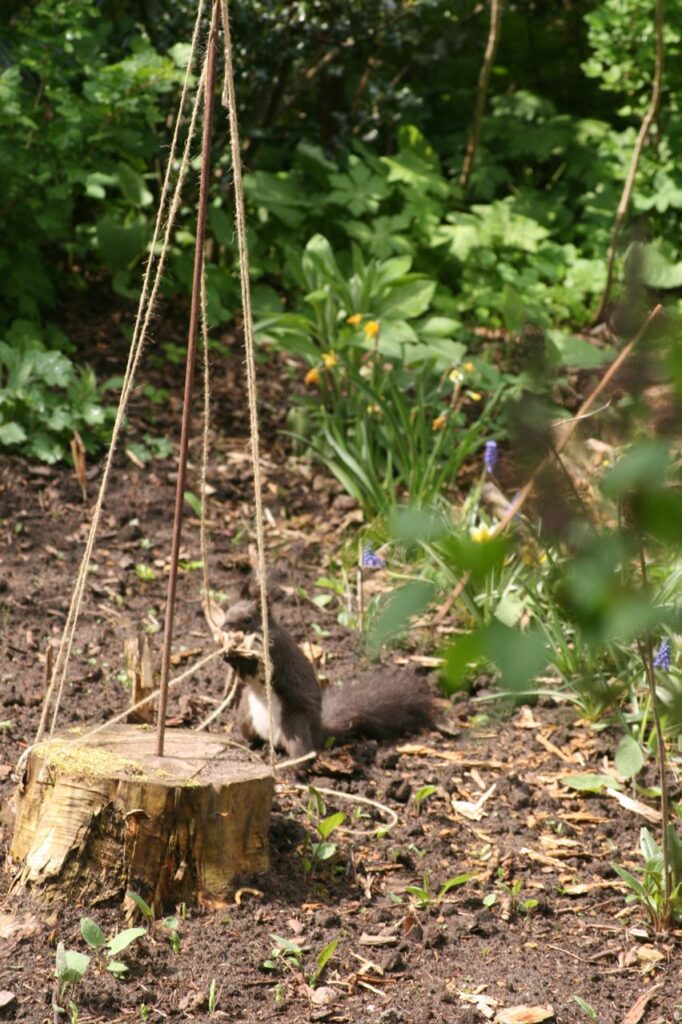 Das Eichhörnchen wickelt Faden ab (c) BFreith www.freith.de/stimme