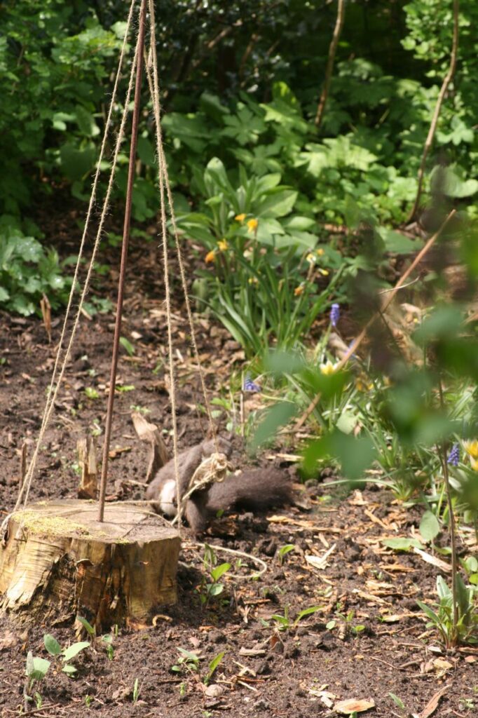 Das Eichhörnchen wickelt Faden ab (c) BFreith www.freith.de/stimme