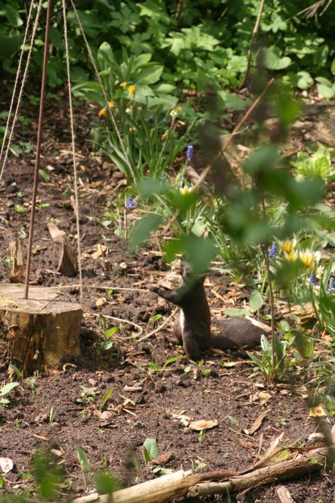 Das Eichhörnchen wickelt Faden ab (c) BFreith www.freith.de/stimme