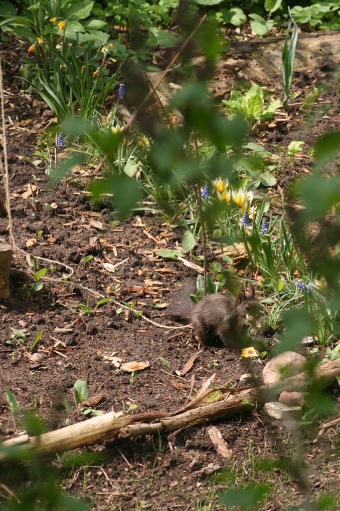 Das Eichhörnchen wickelt Faden ab (c) BFreith www.freith.de/stimme