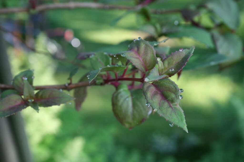 Hervorgepresste Tropfen bei einer Fuchsie.