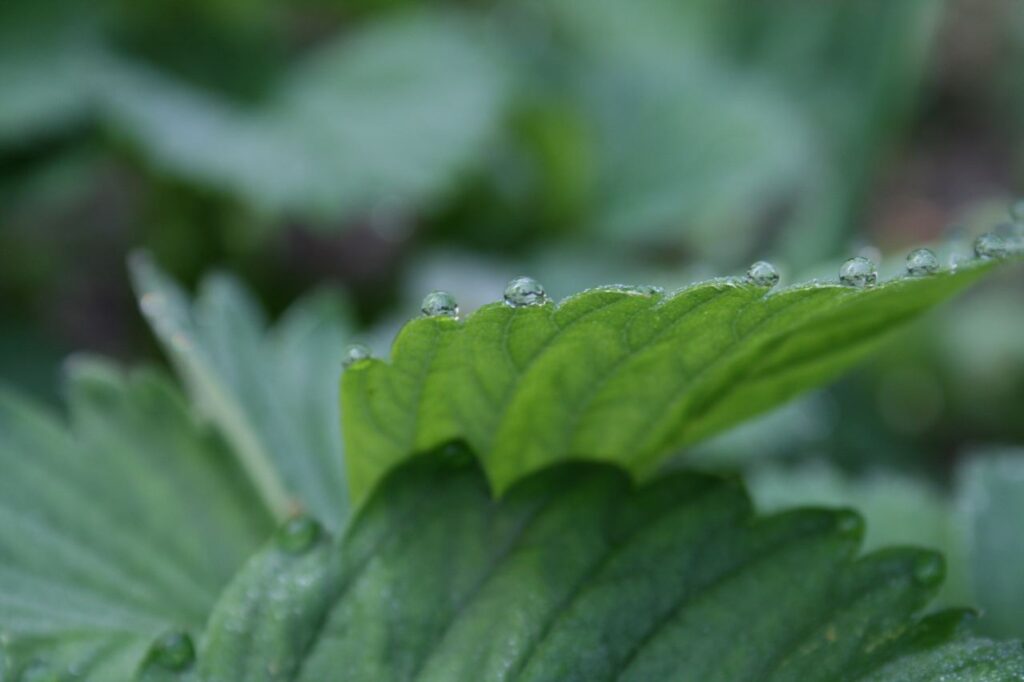 Guttattion an einem Erdbeerblatt.