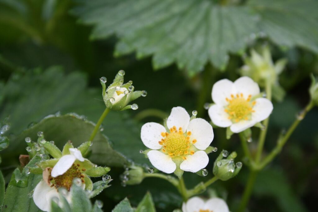 Keine Tautropfen, sondern Guttation.