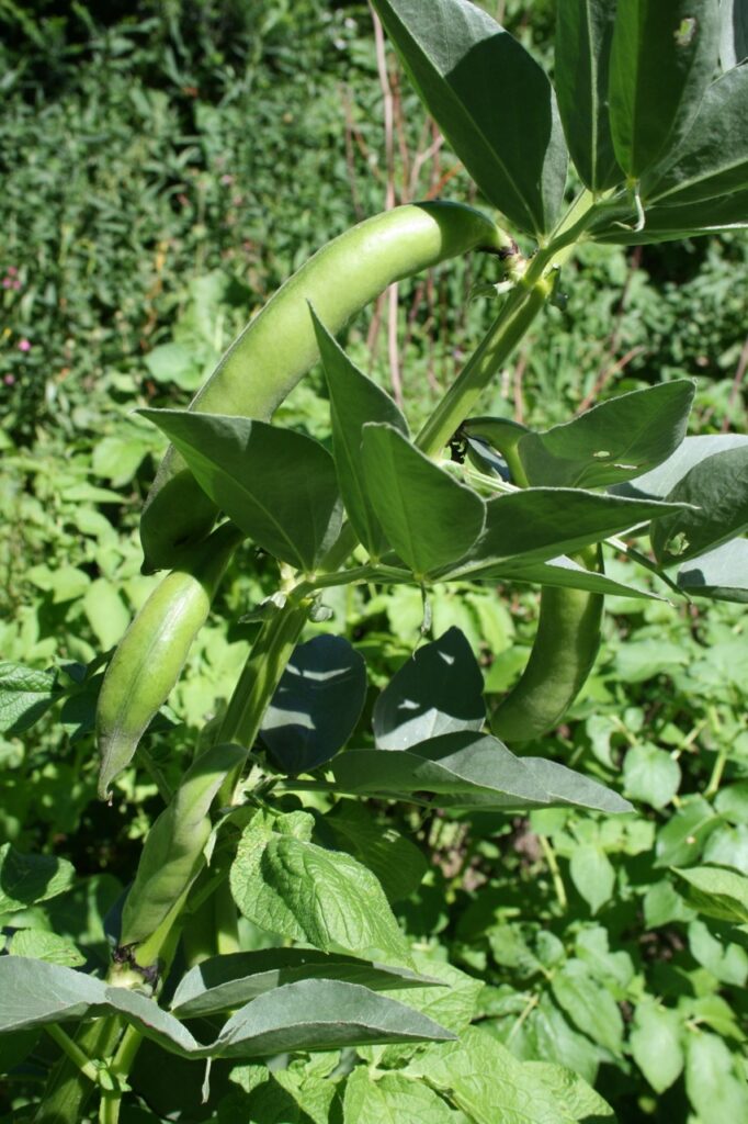 Dicke Bohnen BFreith1