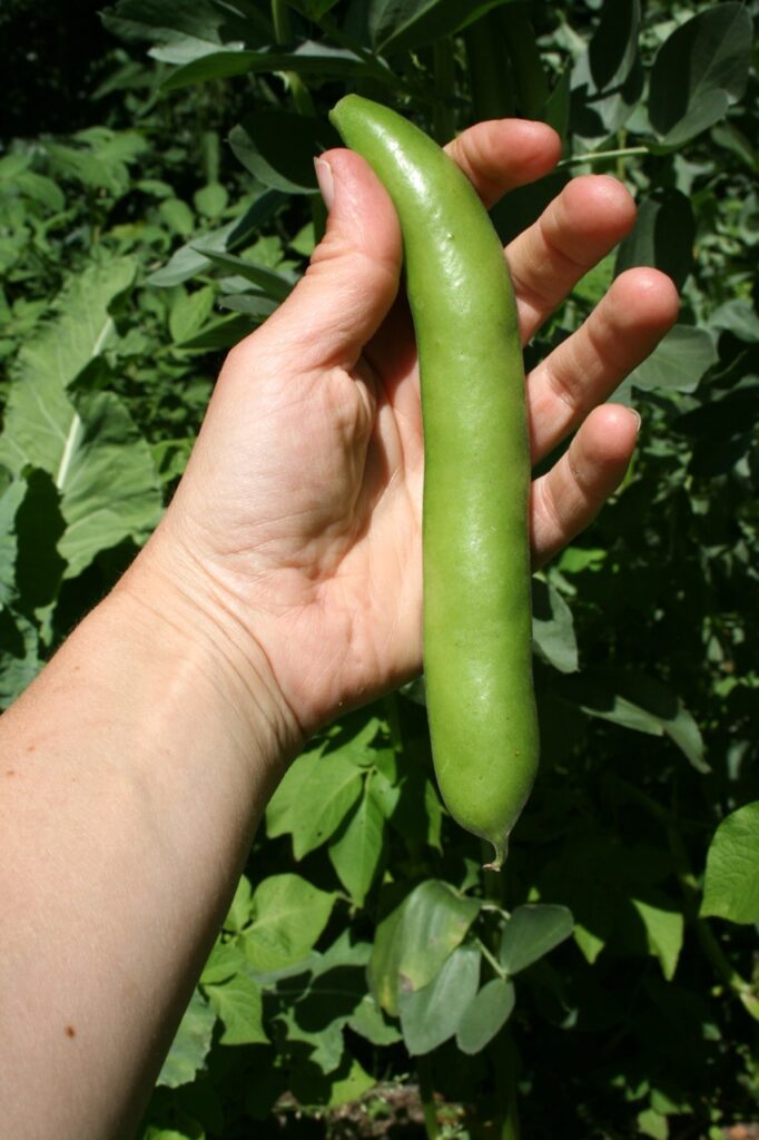 Dicke Bohnen BFreith2