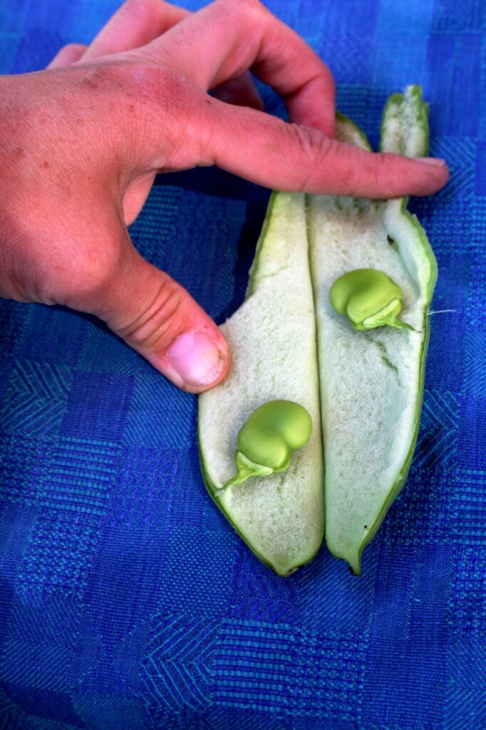 Dicke Bohnen BFreith4