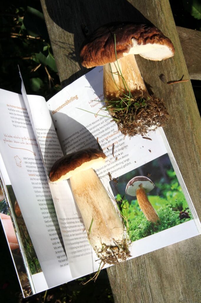 Der Buchtest beweist: Ich habe tatsächlich Maronen(-röhrlinge) vor mir. Dass sie sehr unterschiedlich aussehen können, steht da auch. 