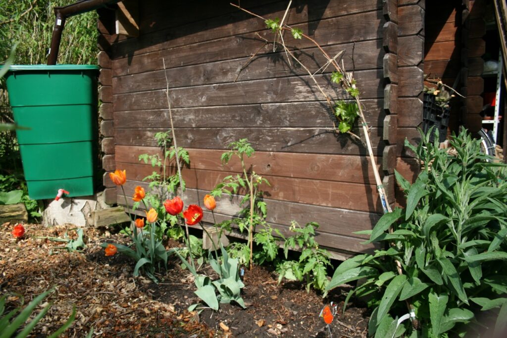 Einen Stall habe ich nicht, nur einen alten Schuppen. Im Frühjahr sieht es da so aus. (Dahinter ist der Garten so ziemlich zuende.)