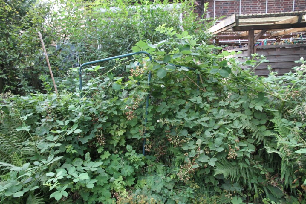 Kein schönes Bild, eher eine buschige und mitunter lästige Tatsache: Die Brombeerhecke. Zum Glück habe ich genug Platz, sonst wäre sie längst weg.