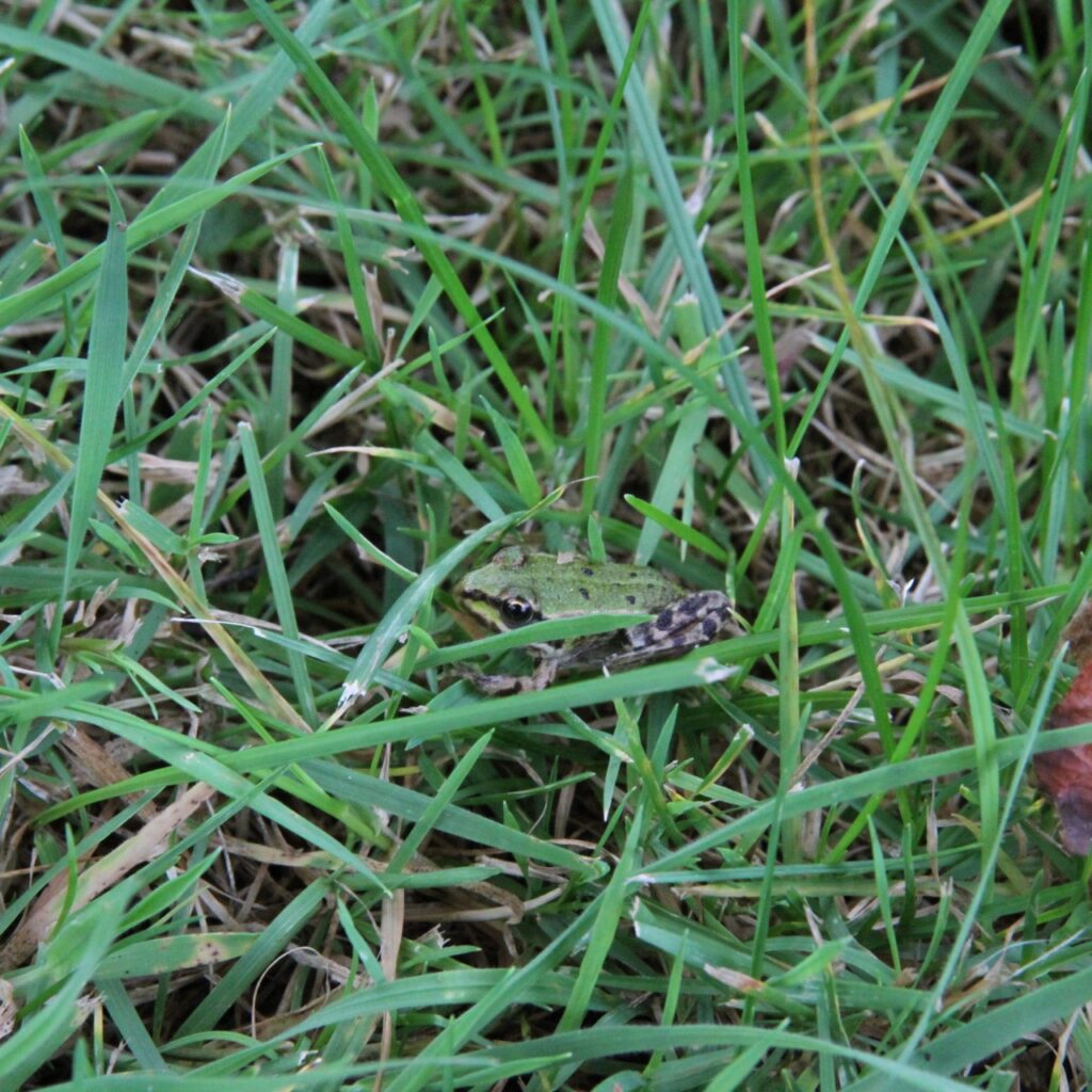 Wirklich gut getarnt: der Grasfrosch.