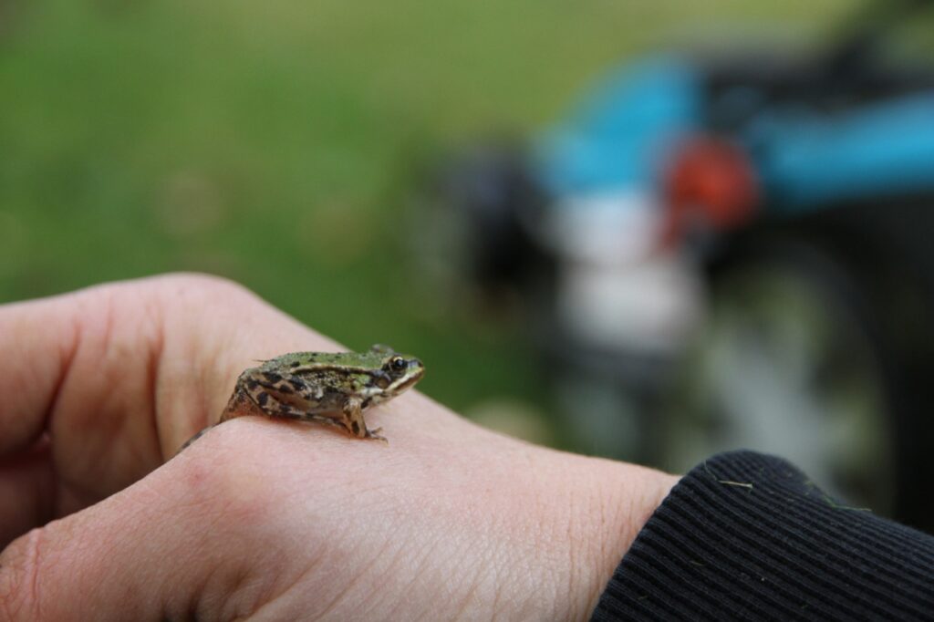 Stress pur auf der Hand: Aber ich muss das Fröschlein ja mal zeigen.