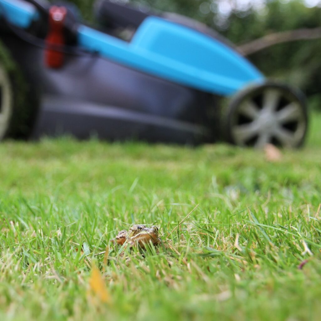 Frosch vorm Mäher: Der ist noch einmal davongekommen!