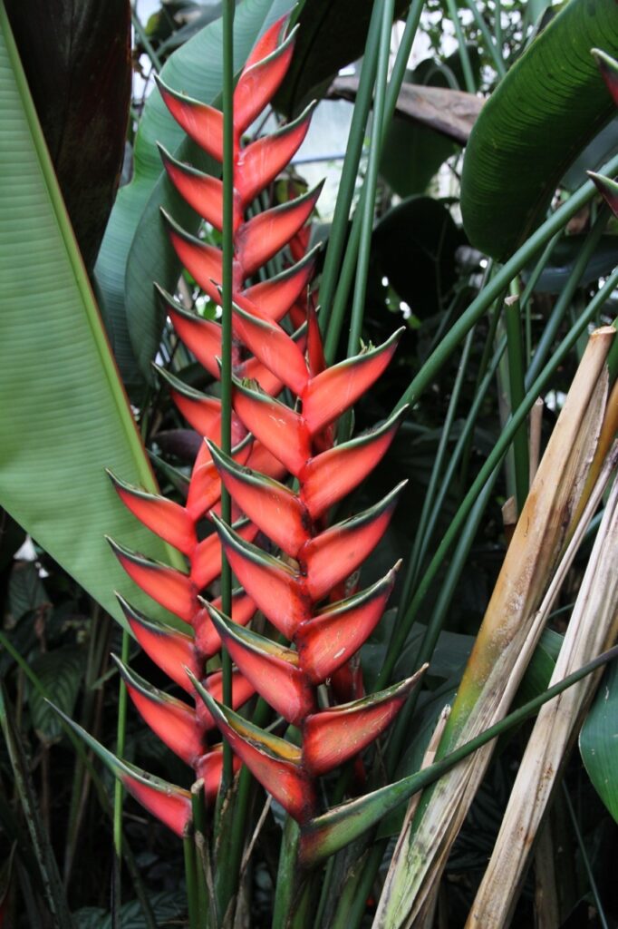 Heliconia jaquinii