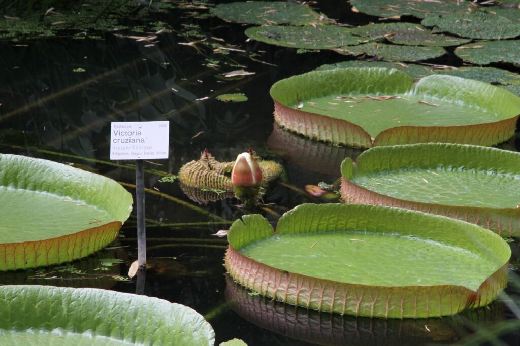 Riesenseerose