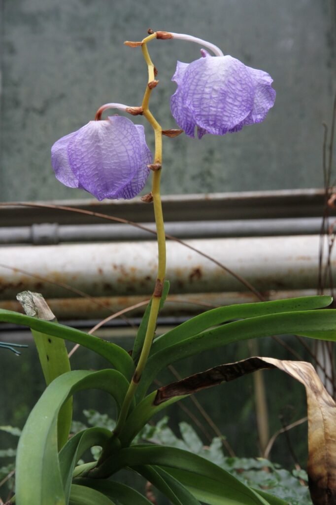 Vanda Rothschildiania