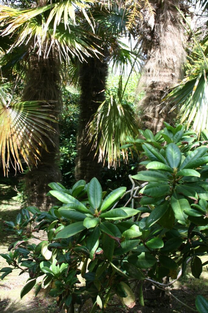 Sehr ungewöhnliche Kombi, gibt einen seltsamen Wald: Palmen und Rhododendron.