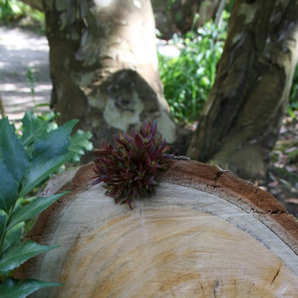Ich wusste übrigens nicht, dass gefällter Eukalyptus so fröhlich weiterwächst!