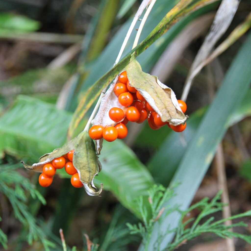 Wenn ich mich nicht täsuche, sind das Beeren einer Taglilienart?