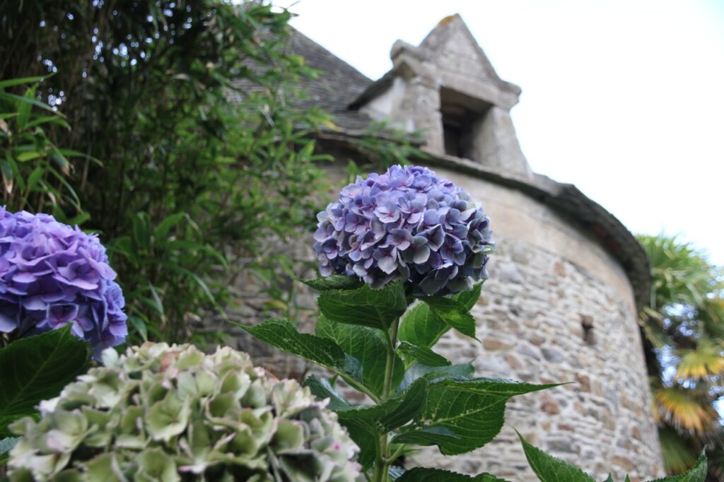 Höchst romantisch: Hortensie an Schloss.