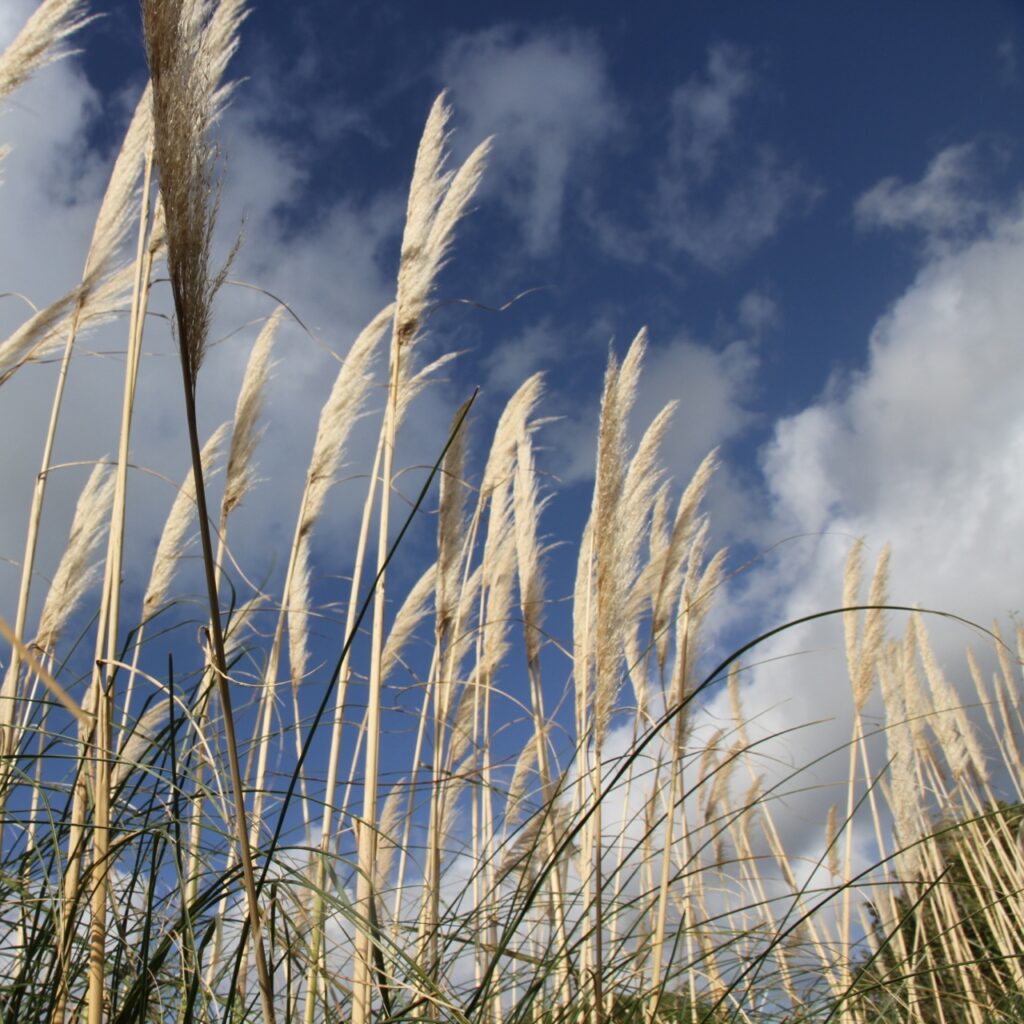 Gräser.